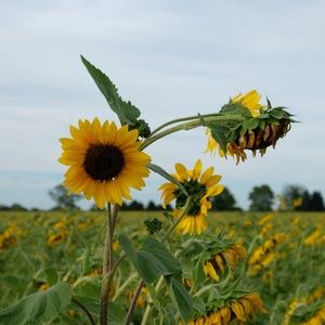 Meet your Posher, Vincent